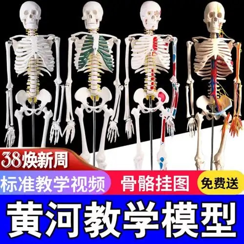 人体骨骼模型